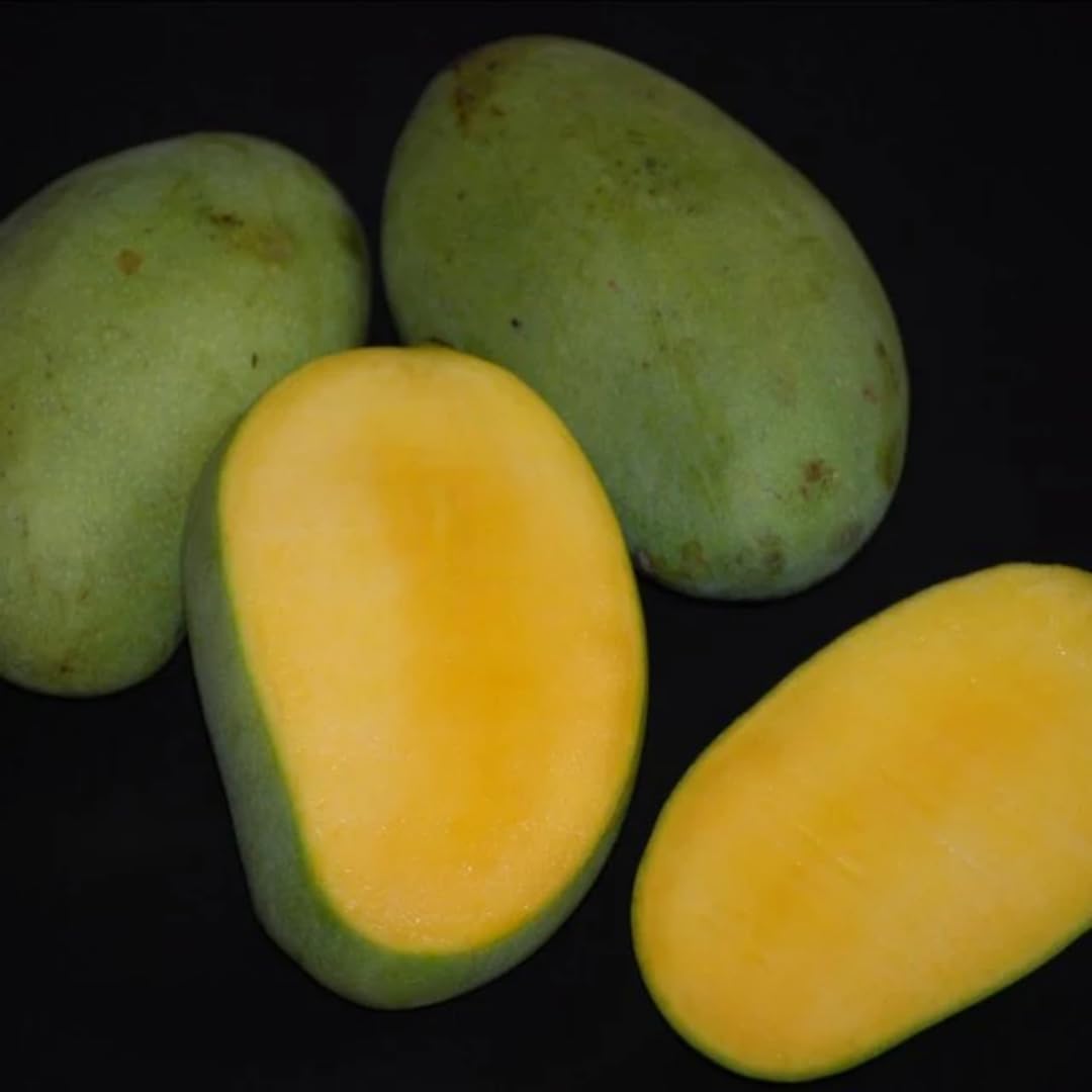 M-Tech Gardens Rare Mango Fruit Plant (Kolumb, Grafted Hybrid) Exotic 1 Live Fruit Plant