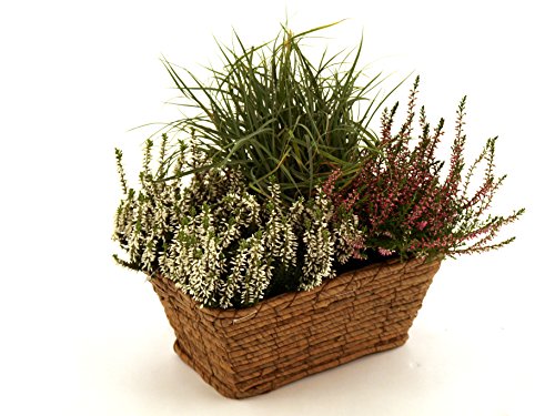 Franz Müller Flechtwaren Maceta re-Esquina, Hoja de Palma, marrón, torcida con plástico, 28 x 16 x 12 cm Cover