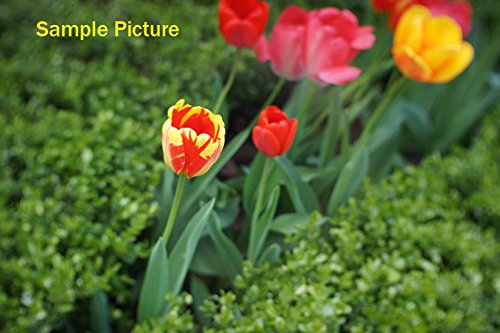 Fotasy N3517 35Mm F1.7 Tv Movie Lens And Adapter Kit For Sony Nex E-Mount Cameras #TOP3