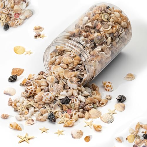 1200 PCS Natural Seashells, Joyfulmap Tiny sea Shells & Small Starfish for Decorations, Mixed Ocean Beach Spiral Shells for Crafting, Fish Tank, Beach Theme Party, Wedding Decor, DIY Craft Supplies