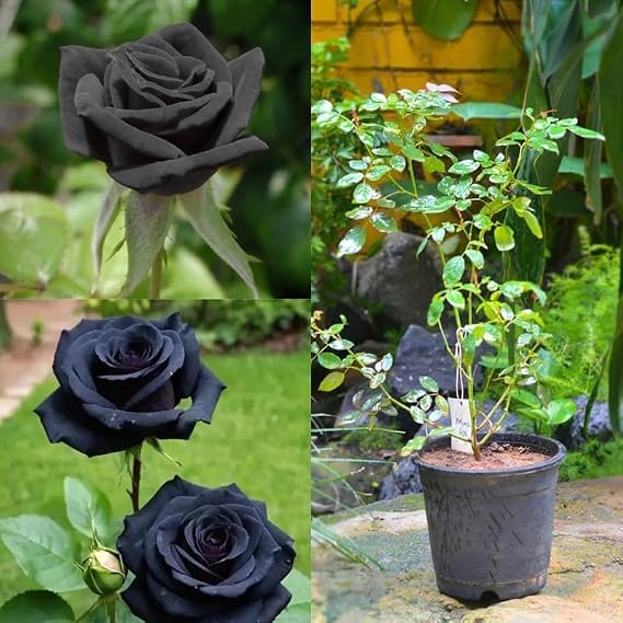Image of Rare Black Rose Live Plant with Free 4 Inch Pot | Pack of 1 Healthy Flowering Plant for Home Garden, Balcony, Terrace & Outdoor Decoration