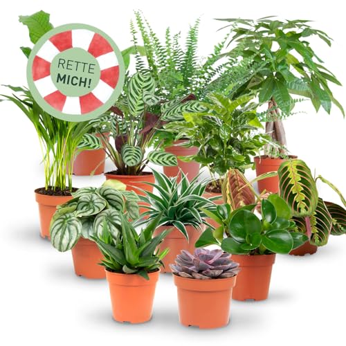 Rette mich: Zimmerpflanzen 12er Set, Retten statt wegwerfen, Überraschungs-Set mit 12 Pflanzen, ø 10-12 cm Topf