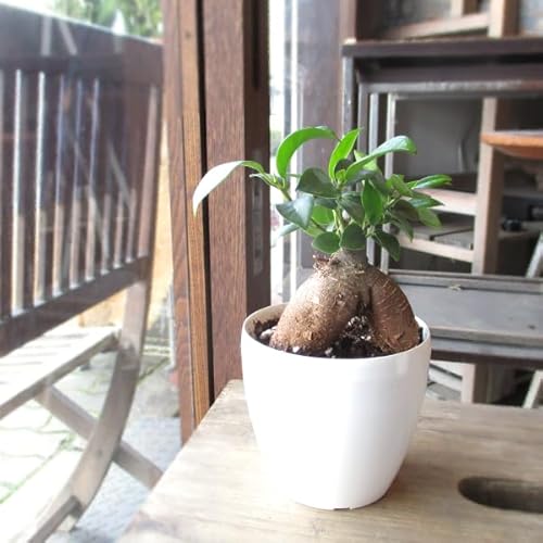 ガジュマル 多幸の木 3.5号鉢サイズ 鉢植え ミニ観葉 キジムナー 薫る花 観葉植物 おしゃれ インテリアグリーン 誕生日プレゼント