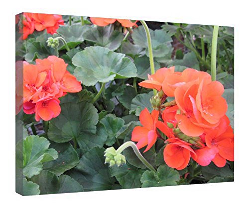 Toile tendue géraniums orange et cadre bois aux finitions soignées