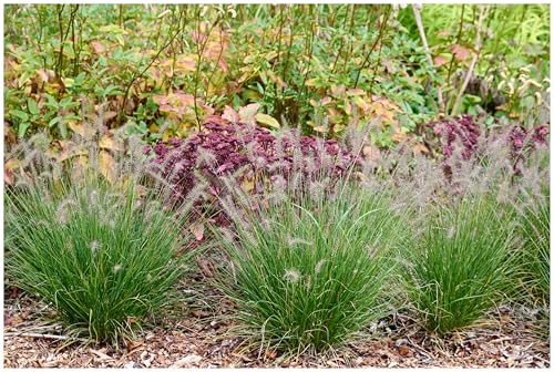 1 x Pennisetum alopecuroides 'Piglet' im 1 Liter Topf (Ziergras/Gräser/Winterhart/Mehrjährig/Staude/Stauden) Zwerg Lampenputzergras - Der kleine Star für große Gartenideen - von Stauden Gänge