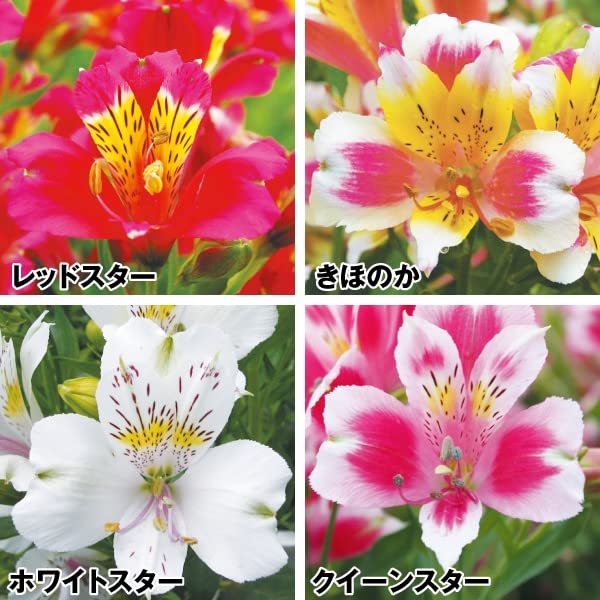 アルストロメリア苗 楽天市場】予約販売 アルストロメリア 苗 フラミンゴ 10.5cm