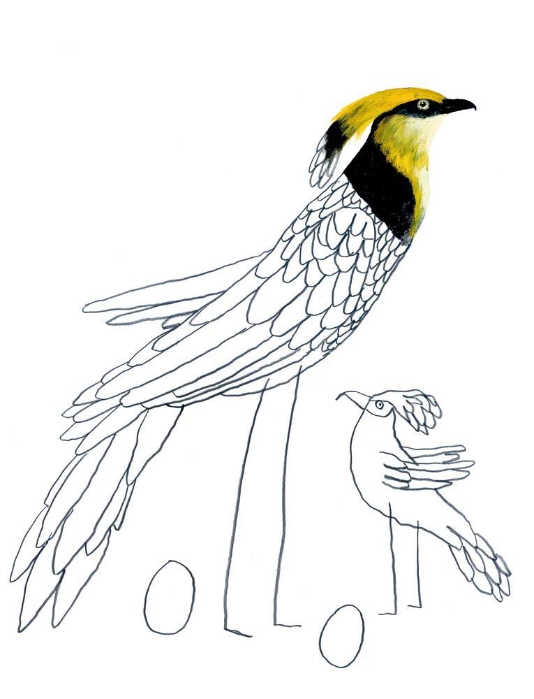 Komische Vögel - Malen und Zeichnen mit Carll Cneut