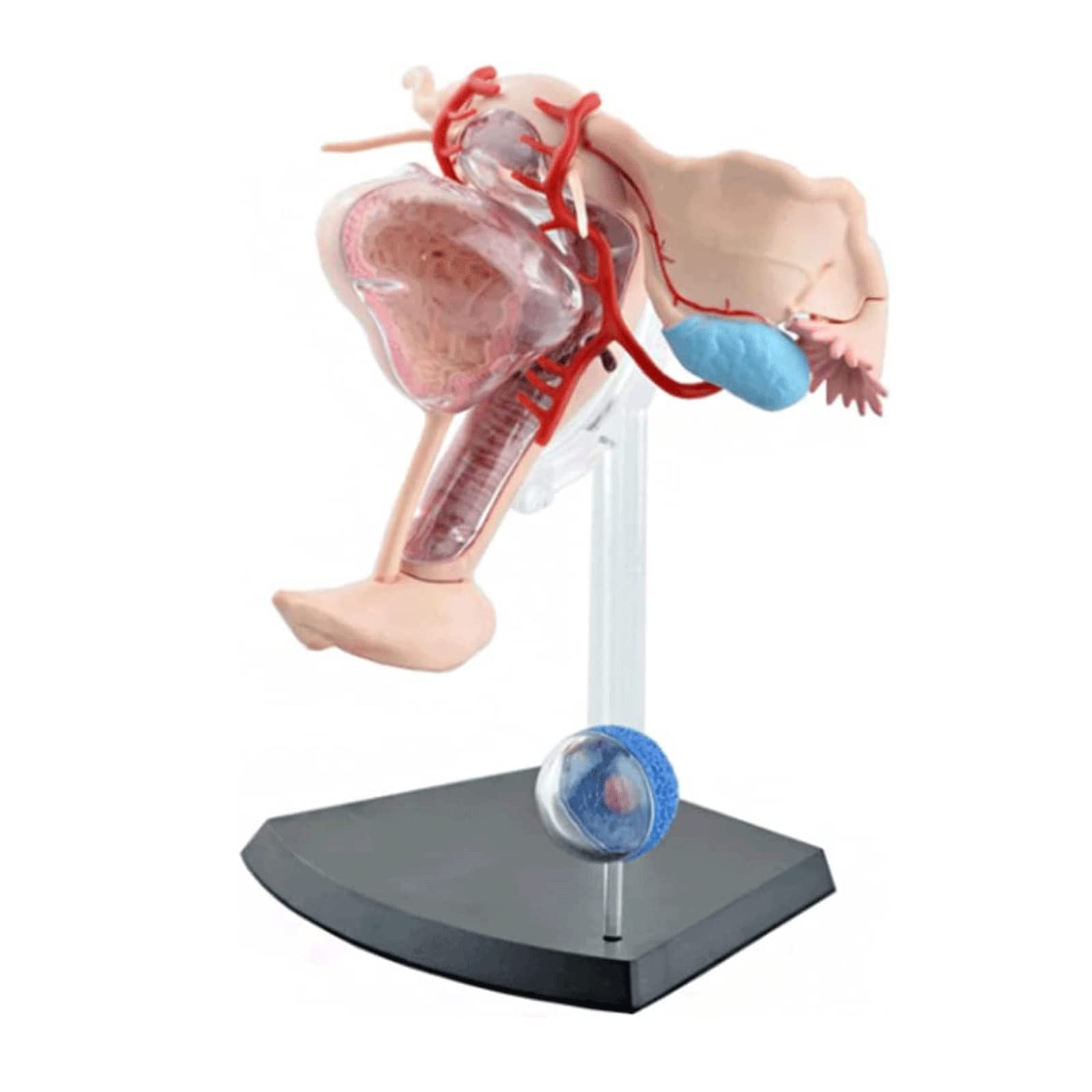 GTHTUHFD Skeleton Model Models Female Reproductive System Organs Model Female Uterine Model Human Anatomy Model Human Organ Model