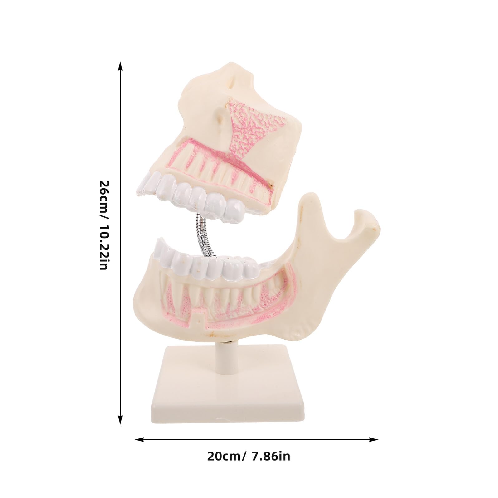 NOLITOY Modello di Denti in Plastica per Studio Odontoiatrico Modello di Denti Typodont per Pratica Finto per Apprendimento Orale