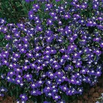 Outsidepride 10000 Seeds Annual Purple Lobelia Ground Cover Seeds for Planting