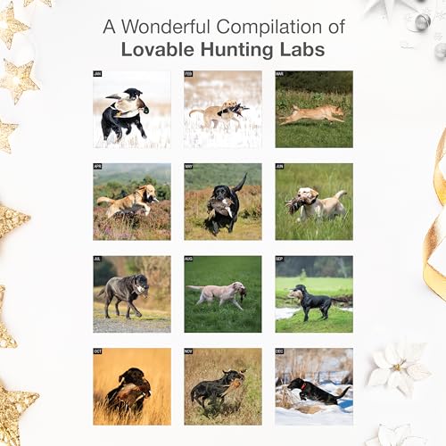 Image of RED EMBER Hunting Labs 2026 Wall Calendar 12 Month | 12 inch x 24 inch Open | Thick & Sturdy Paper | Giftable | Sport Labrador Retriever Puppy Dog Calendar 2026