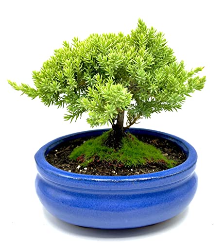 Live Dwarf Juniper Bonsai Tree Small | Indoor/Outdoor | 100% Handcrafted| Home and Office Décor | Best Gift for Holiday