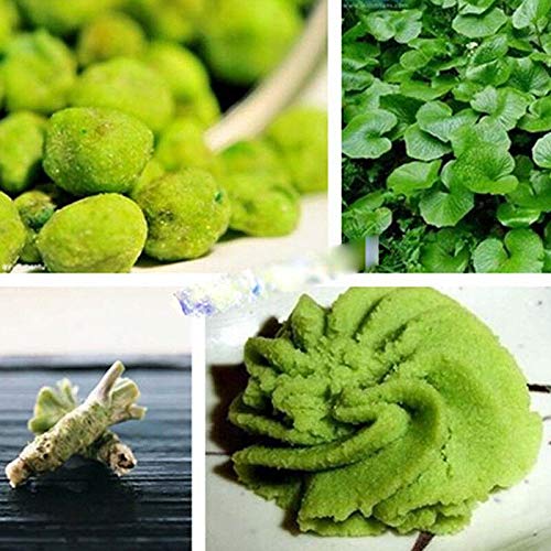Portal Cool Las semillas de mostaza japonesa 100Wasabi rAcbano picante Semillas Semillas Vegetales Gardens_Plant
