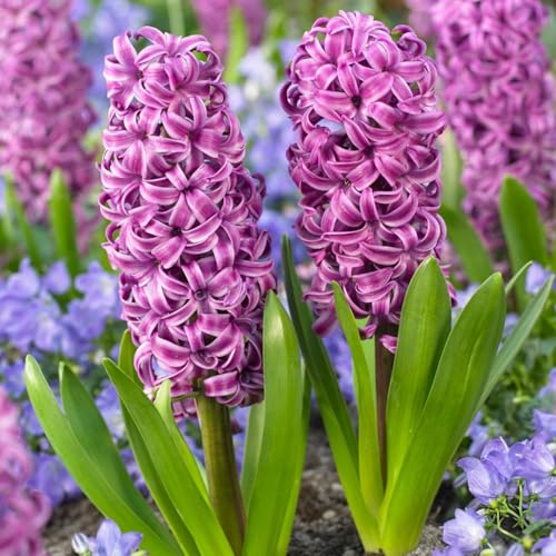 Hyacinthes Paul Herman (15 bulbes), Collection de jacinthes parfumées, 3 couleurs, vivace, rustique. Mélange de bulbes de fleurs en provenance des Pays-Bas pour le jardin, le pot.