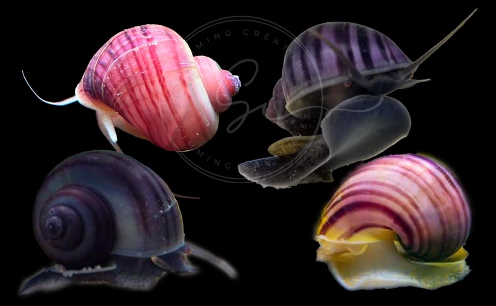 Swimming Creatures Florida Mystery Snails (Pomacea bridgesii) Freshwater Aquarium Snails for Fish Tanks (2 Magenta & 2 Purple)