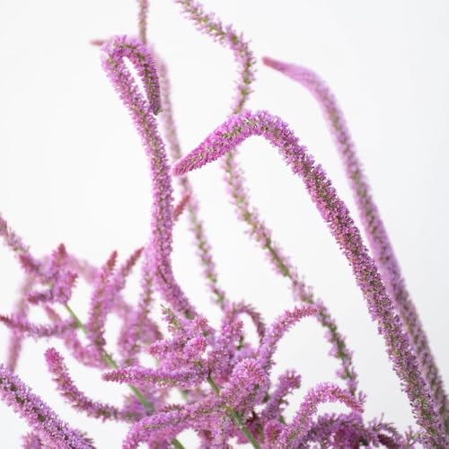 semi di lavanda di mare perenne giardino sul balcone, appartamento lavanda mare, resistenti 250pcs