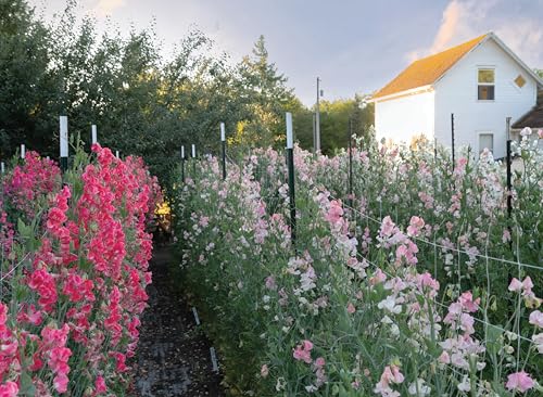 Sweet Pea School: Growing & Arranging the Garden's Most Romantic Blooms - Image 6