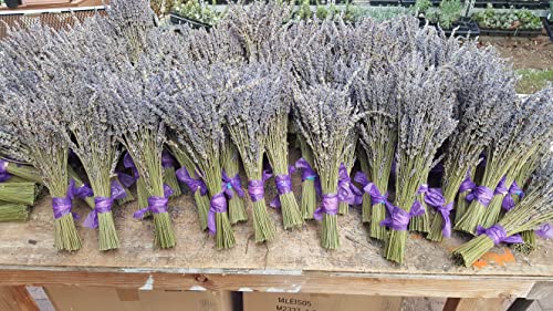 Ramos secos de lavanda, 150 unidades miniatura 2