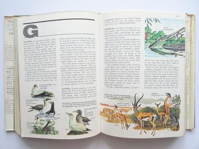 Amazon.co.jp: 洋書動物の百科事典 本 虎 猫 猿 象 鳥 魚 : おもちゃ