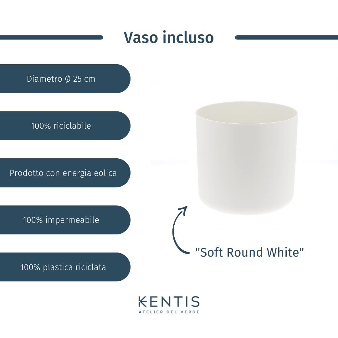KENTIS - Howea Forsteriana Kentia - Palma - Piante da Interno Vere - Pianta Tropicale da Appartamento H 160-170 cm Vaso Ø 24 cm