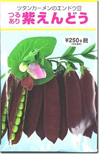 豆の種　　　緑色・紫点 確認中 豆の種 緑色・紫点 確認中 豆の種 緑色・紫点 確認中