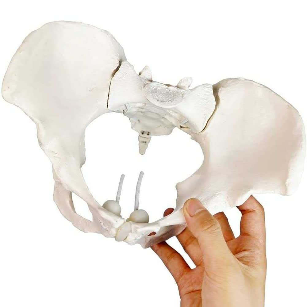 Naturalny rozmiar żeński model miednicy-Model biodra-żeński model anatomiczny, model miednicy kości biodrowej żeński model anatomiczny