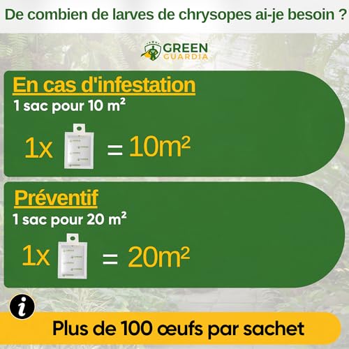 Œufs de larves de chrysopes, traitement bio anti cochenilles farineuses - 4