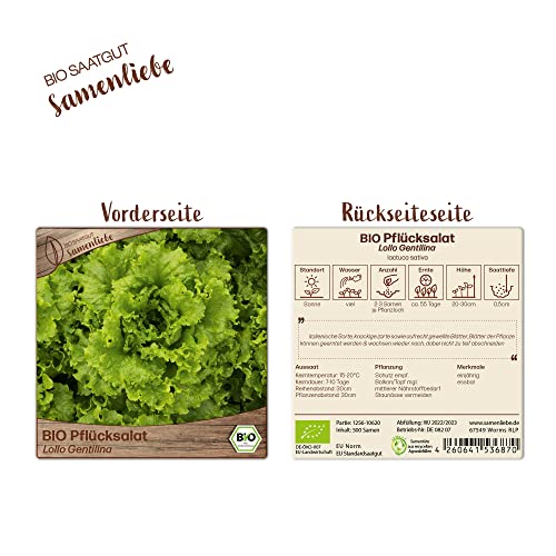 Samenliebe BIO Pflücksalat Samen Lollo Gentilina Grün 500 Samen samenfestes Gemüse Saatgut für Gewächshaus Freiland und Balkon BIO Gemüsesamen - Image 4