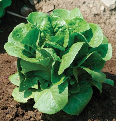 Lettuce Winter Density Bibb D44A (Green) 200 Seeds by David's Garden Seeds Lettuce Winter Density Bibb D44A (Green) 200 Seeds by David's Garden Seeds