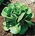 David's Garden Seeds Lettuce Winter Density D442A (Green) 500 Open Pollinated Seeds