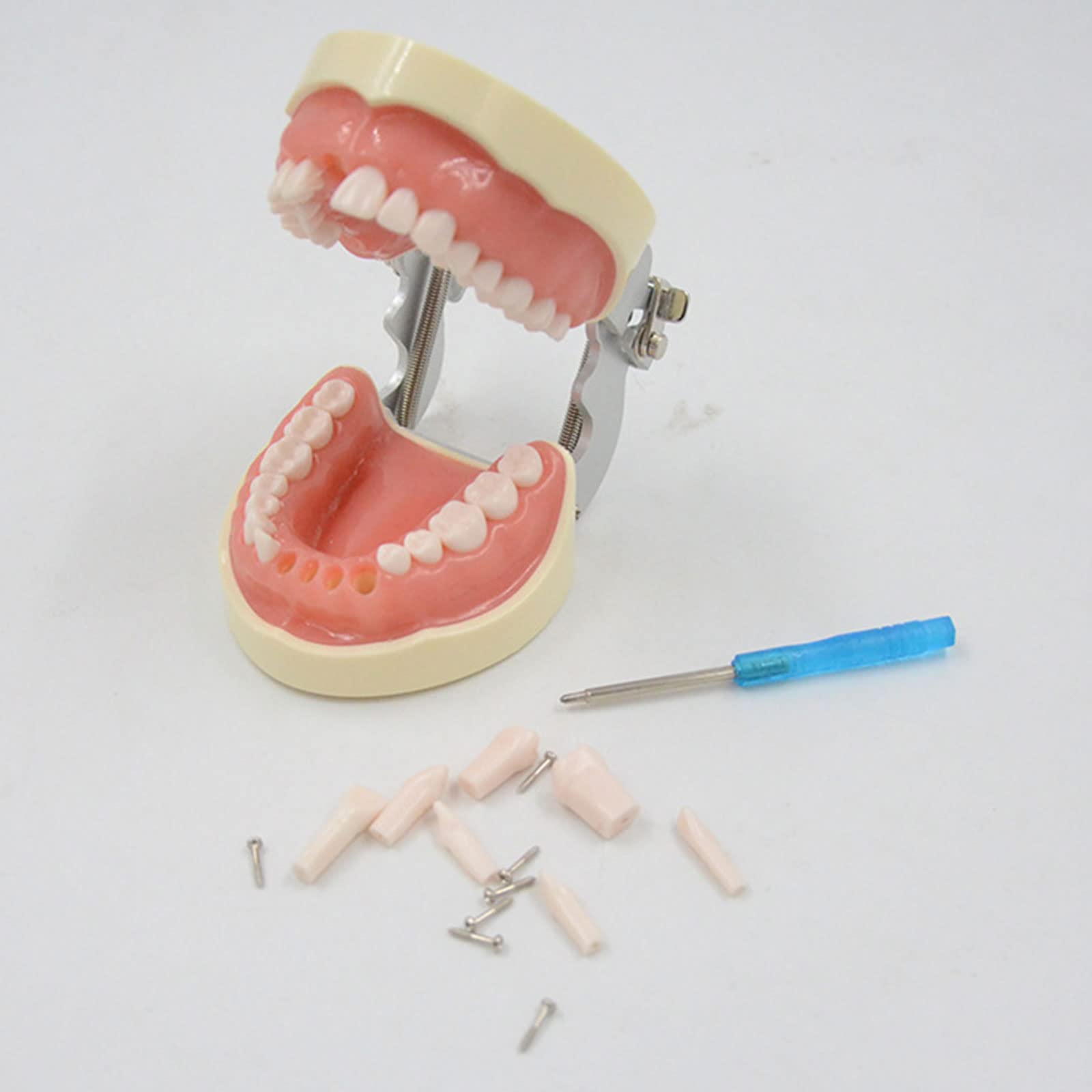 32 Modello dente rimovibile Dentista Impiallacciatura Preparazione dei denti Ortodontico Prodotto per la pratica insegnamento orale per l'insegnamento del modello denti rimovibili