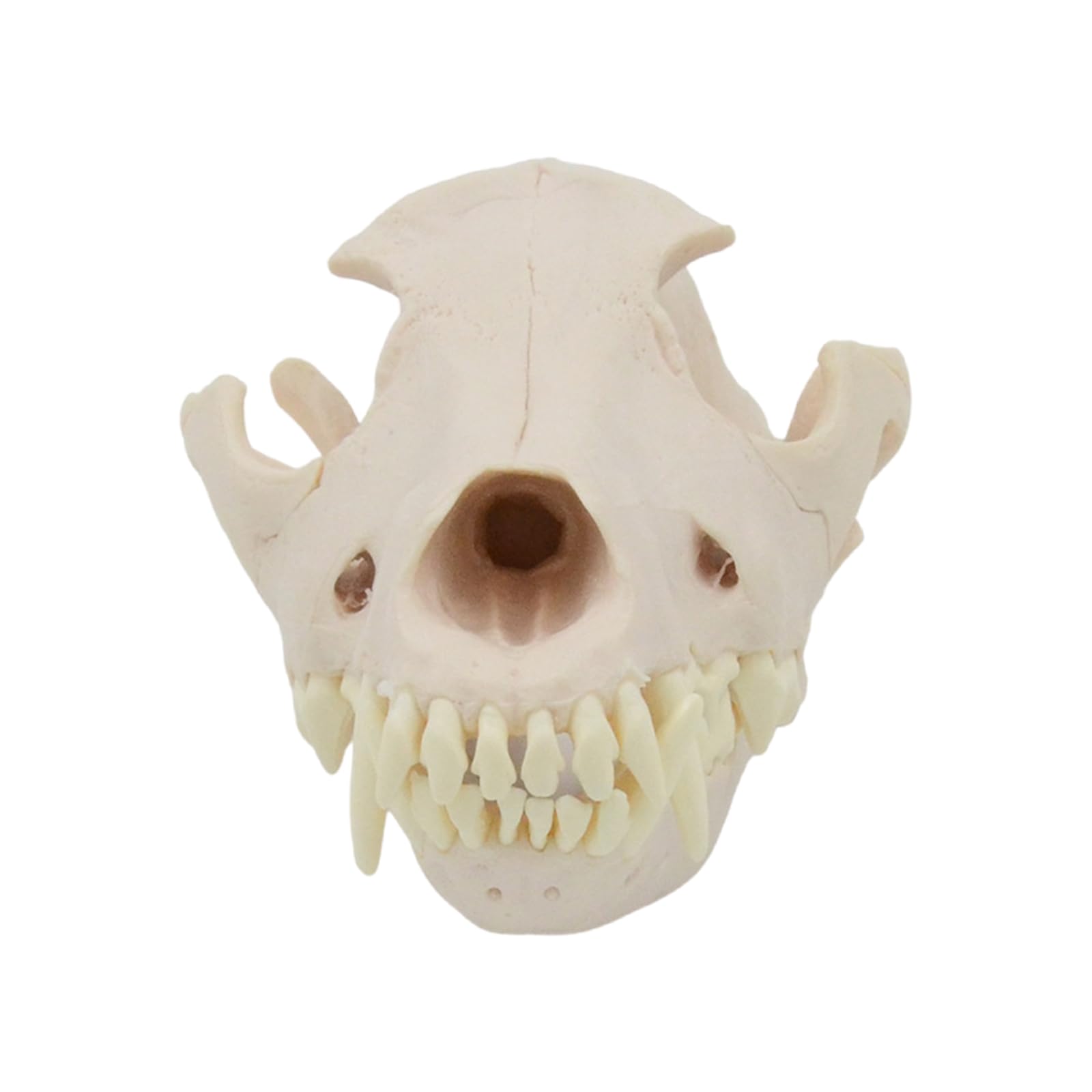 Modelo anatómico de calavera de perro, modelo de esqueleto realista anatómico de cabeza de perro, modelo de hueso para educación veterinaria