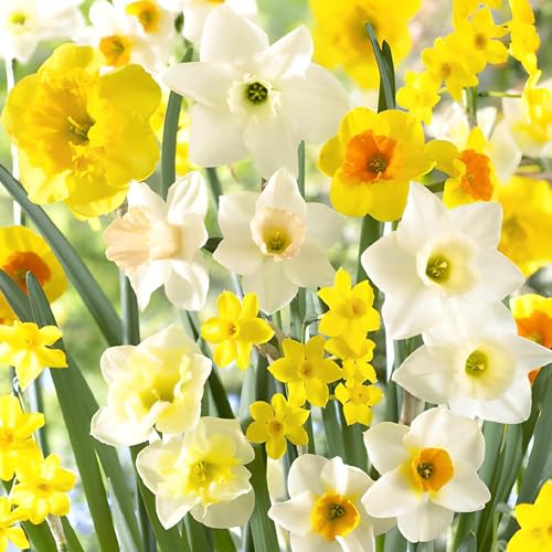 Colección de bulbos de narcisos fragantes Spectrum (25 piezas de narciso), perennes y resistentes al invierno, mezcla de bulbos de flores de Holanda para jardín y maceta, 6 7 variedades