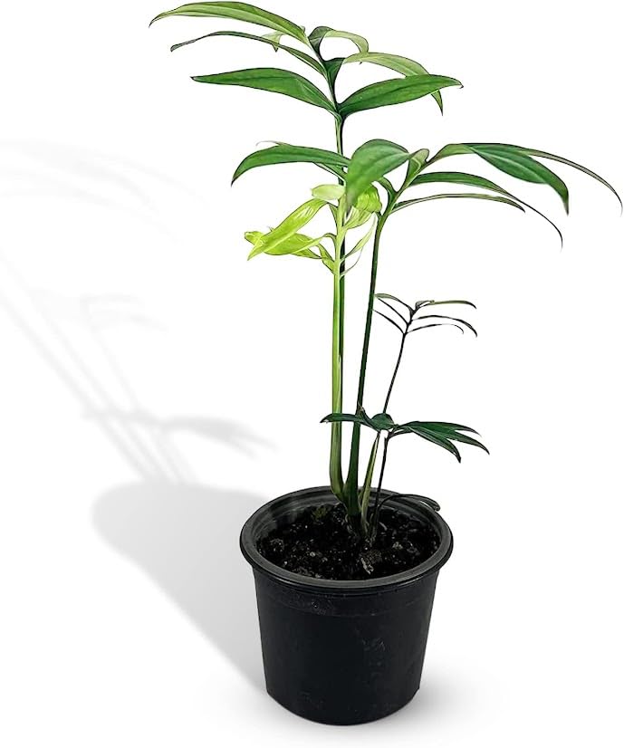 LEAL PLANTS ECUADOR Monstera Subpinata Green Tropical Live House Plant|Beginner Gardeners Plant |Monstera Live Plant|Monstera Adansonii Houseplant|