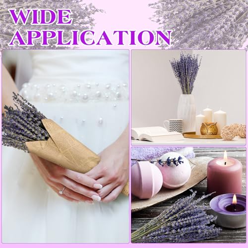 Jutom-12-Pack-Total-2280-Stems-Dried-Lavender-Bundle-Organic-Lavender-Flowers-Bulk-Decor-Natural-Dried-Lavender-Bunches-for-DIY-Arrangements-Home-Party-Wedding-Decorations-155-Inches Jutom 12 Pack Total 2280 Stems Dried Lavender Bundle Organic Lavender Flowers Bulk Decor Natural Dried Lavender Bunches for DIY Arrangements Home Party Wedding Decorations 155 Inches