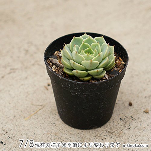 多肉植物エケベリア　ベンバディス Amazon｜ベンバディス 7.5cmポット 多肉植物 エケベリア
