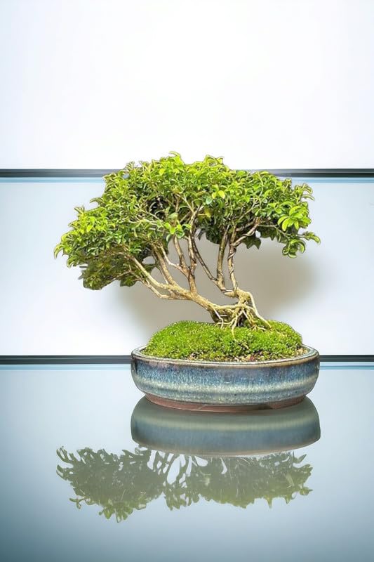 Bonsai tree live plant outdoor,Japanese boxwood bonsai plant 5 Years old (Pack of 1 With pot)