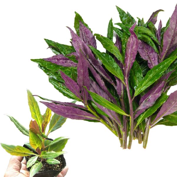 Amazon.co.jp: 金時草 （ハンダマ） 9cmポット苗 水前寺菜 : DIY