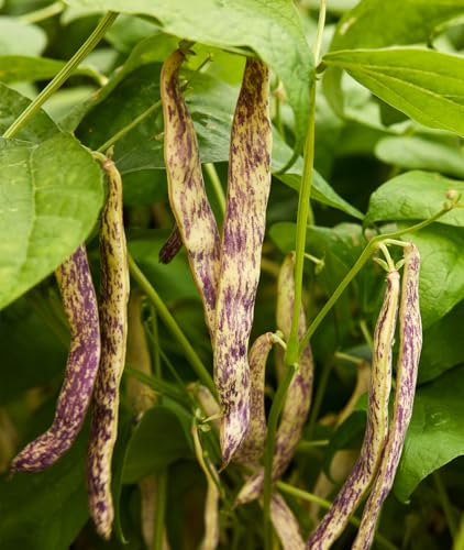 Burpee Dragon's Tongue Wax Bush Bean Seeds 2 ounces of seed
