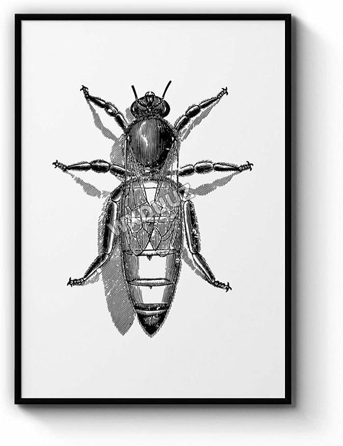 Amazon Co Jp 蜂スコーピオン絵画インテリアカブトムシポスター昆虫種キャンバスプリント白黒写真自然教育壁アートパネル教室の装飾40x60cmx3フレームなし ホーム キッチン