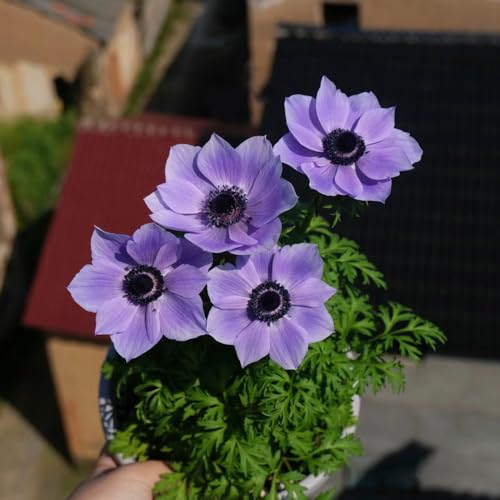 semi di anemone giardino interni semi di selvatico decorativo Copertura perenne resistente foglie perenne giardino perenne 80pcs