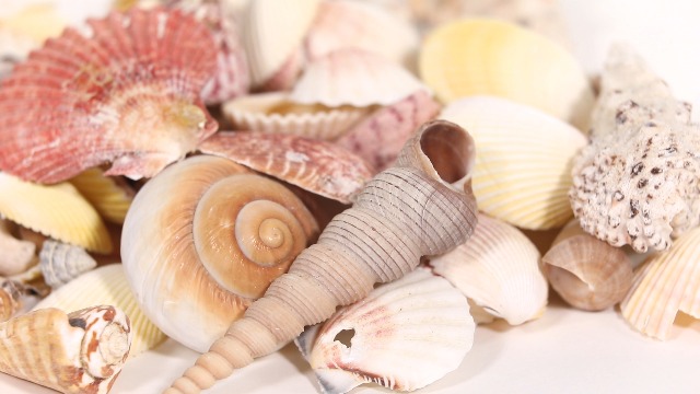 Decoratie schelpen met slakken 2kg