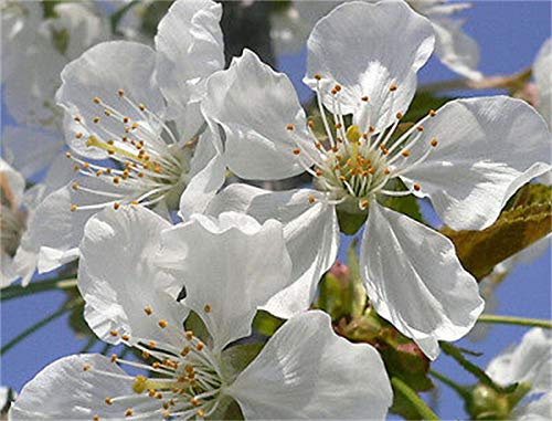 Sweet Cherry Seeds Prunus Avium Seeds 20 Pcs - Cherry Blossoms Seeds #TOP2