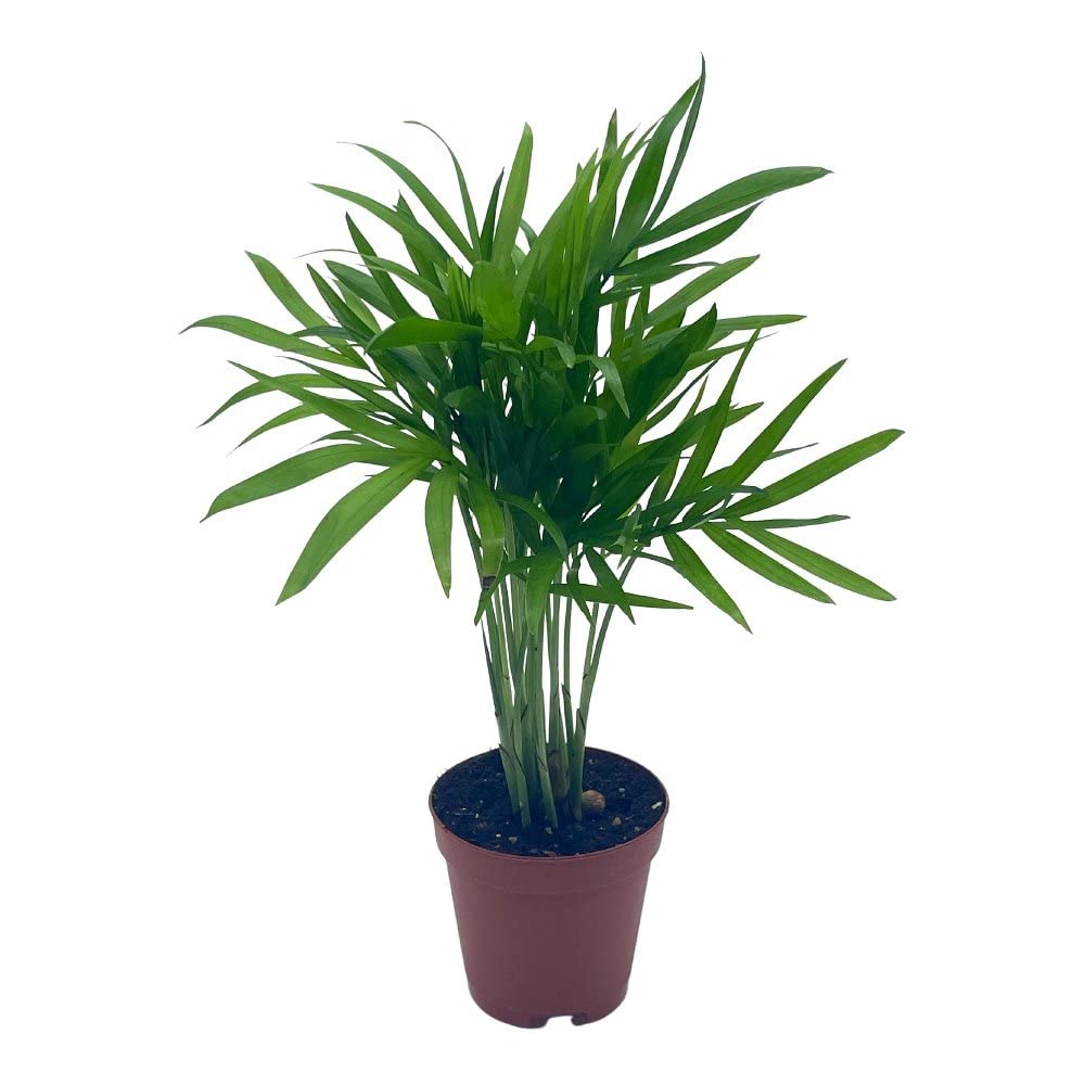 Himadri Gardens Dwarf Areca Palm Bamboo Palm Palma Areca Reed Palm Clustered Parlor Palm
