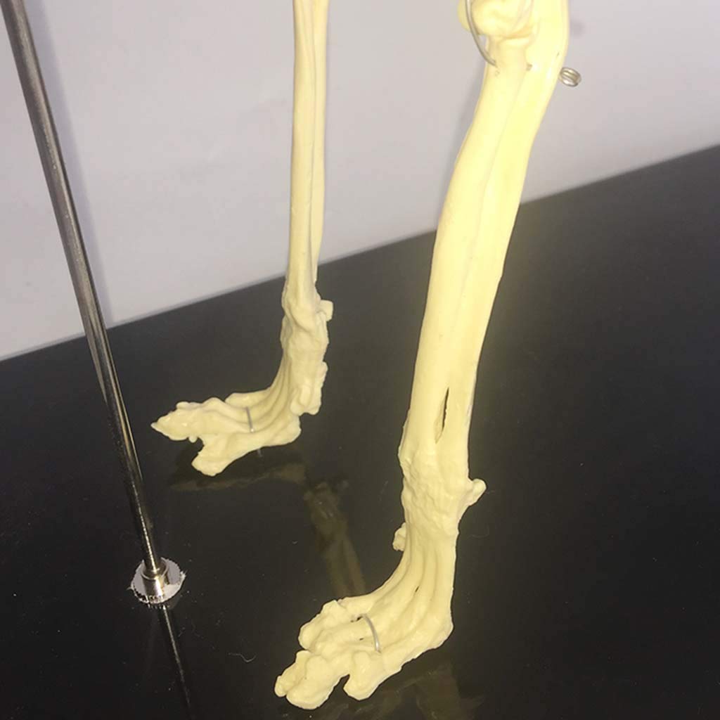 猫全身骨格模型 解剖学標本 W47×L23×H32cm Amazon.co.jp: 猫