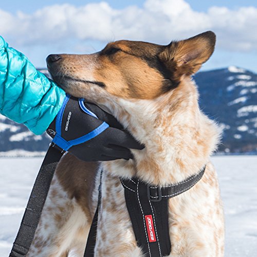 image for EzyDog Premium Handy Dog Leash - Soft and Secure Neoprene Glove Perfec
