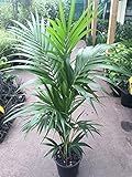 9EzTropical - Kentia Palm - 1 Plant - 4 Feet Tall - Ship in 3 Gal Pot