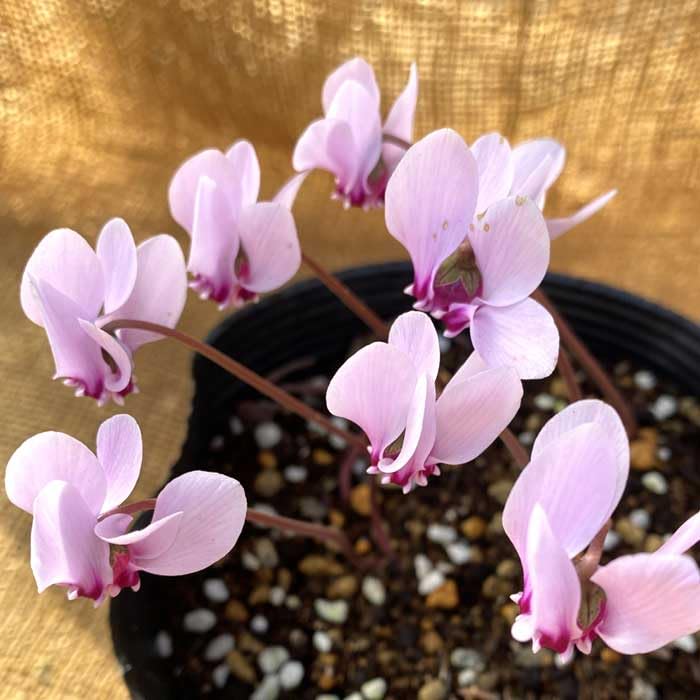 花「暗闇の一輪・・・シクラメン」 Amazon.co.jp: 原種 シクラメン ヘデリフォリウム 15cmポット苗