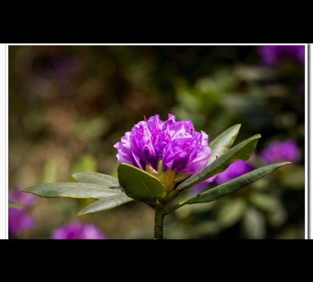 Amazon.com : Purple rhododendrons Flowers seedlings rhododendrons Live  Plant Bare Root Seedling Sapling for Spring Planting Perennial Plant  Root,Home Garden Yard DecorOne Plant, no Pot, Length10in : Patio, Lawn &  Garden
