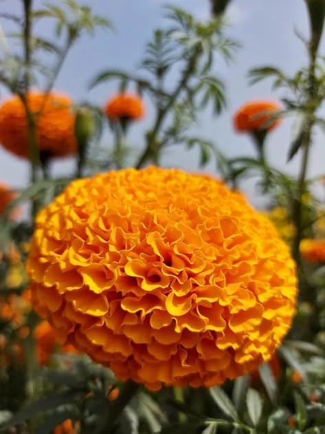BEEJBAZAR African Marigold Seeds, Giant Orange Double Flower Variety, Garden Growing Collection(Pack of 100 seeds)